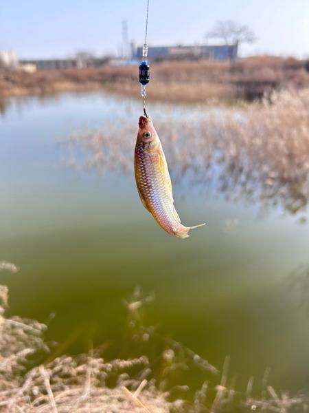 第一次钓鱼，花了30块钱买的鱼竿和饵料，就这一条！